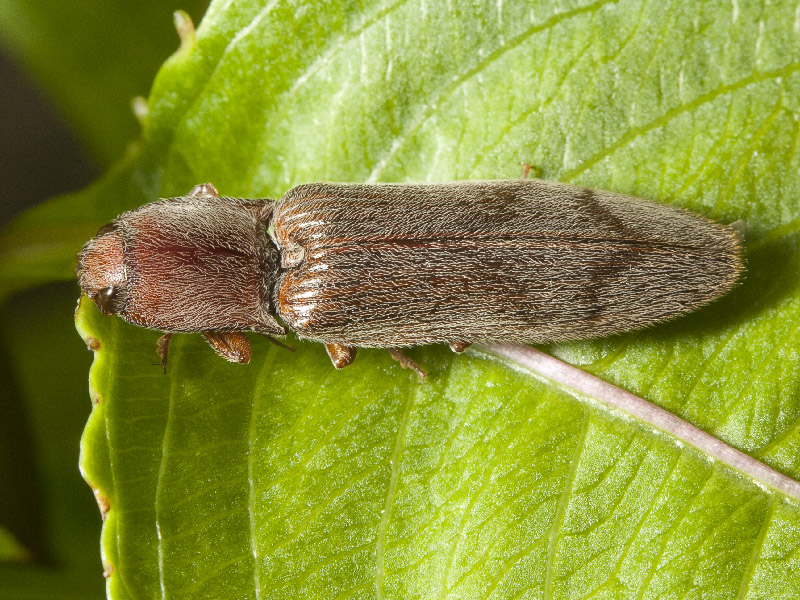 Elateridae: Stenagostus rhombeus