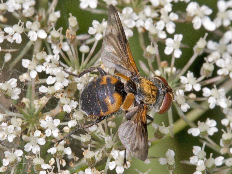 Phasia aurigera ?