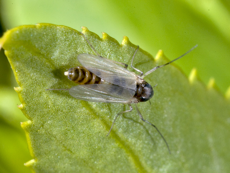 Chironomidae