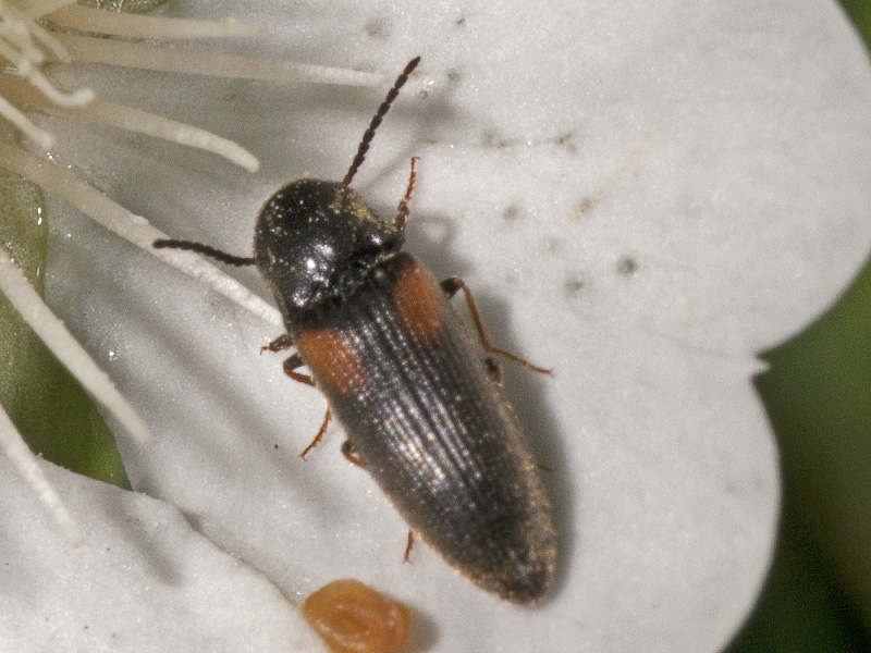 Elateridae: probabile Idolus picipennis