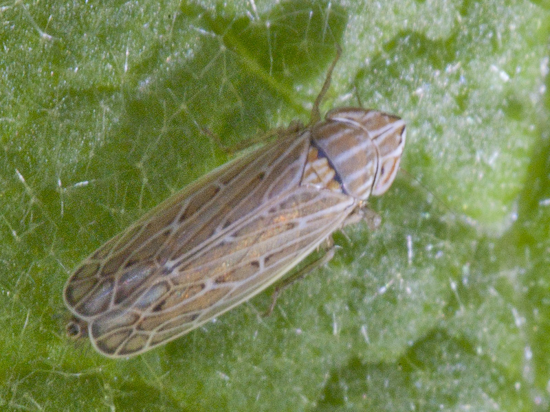 Cicadellidae