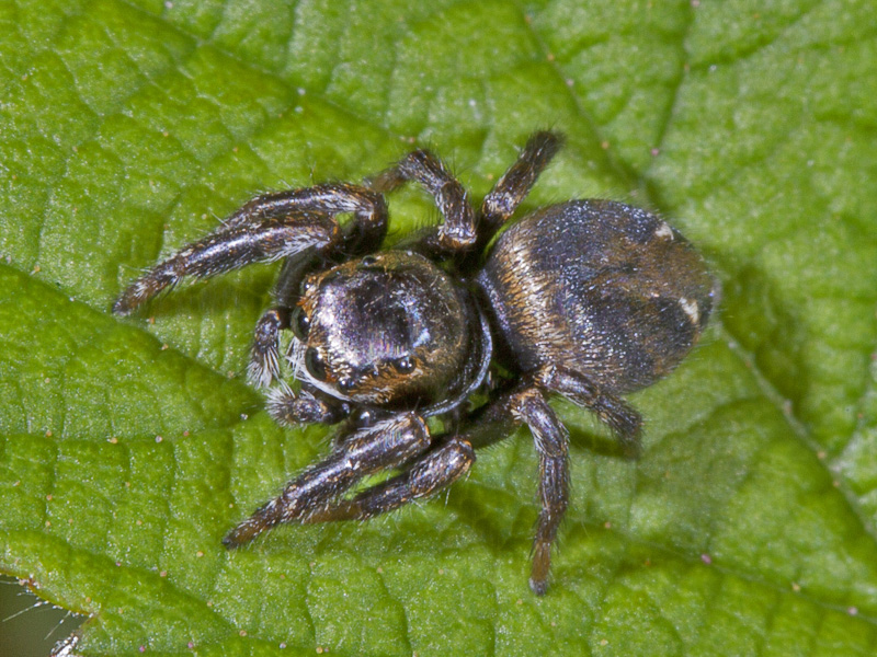 Evarcha arcuata