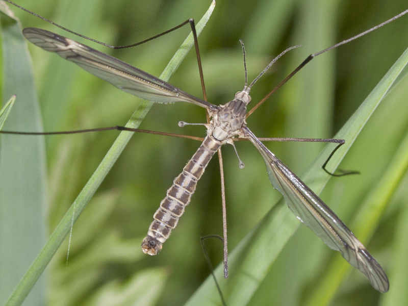 tipula