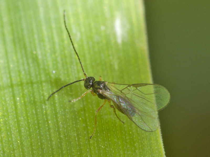 piccola vespa: Ichneumonide o Braconidae?