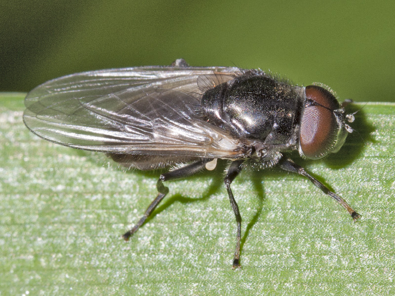 mosca