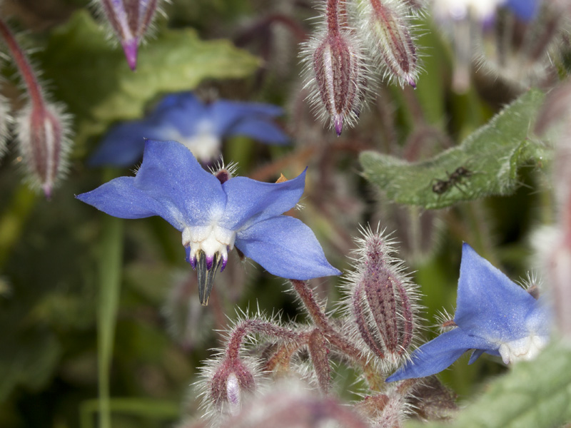 fiore blu - Borago officinalis