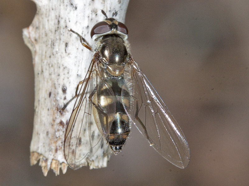 syrphidae