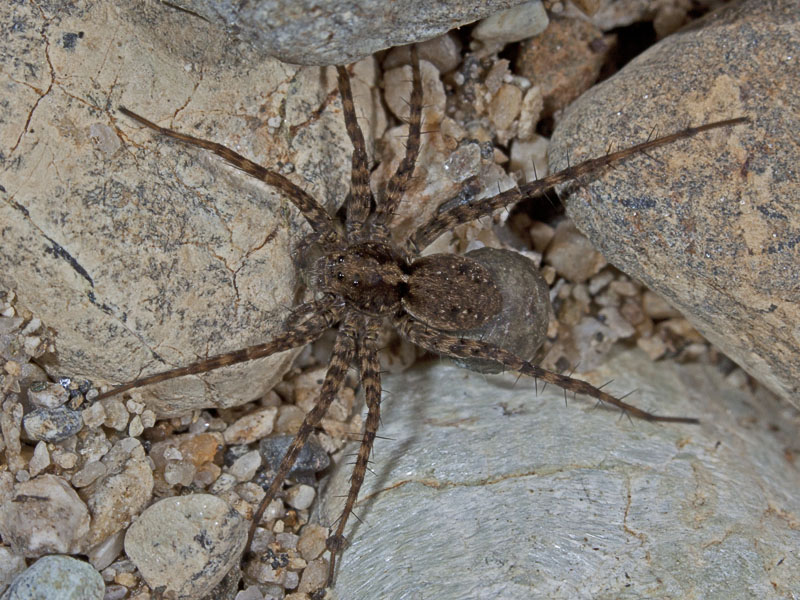 Pardosa sp.