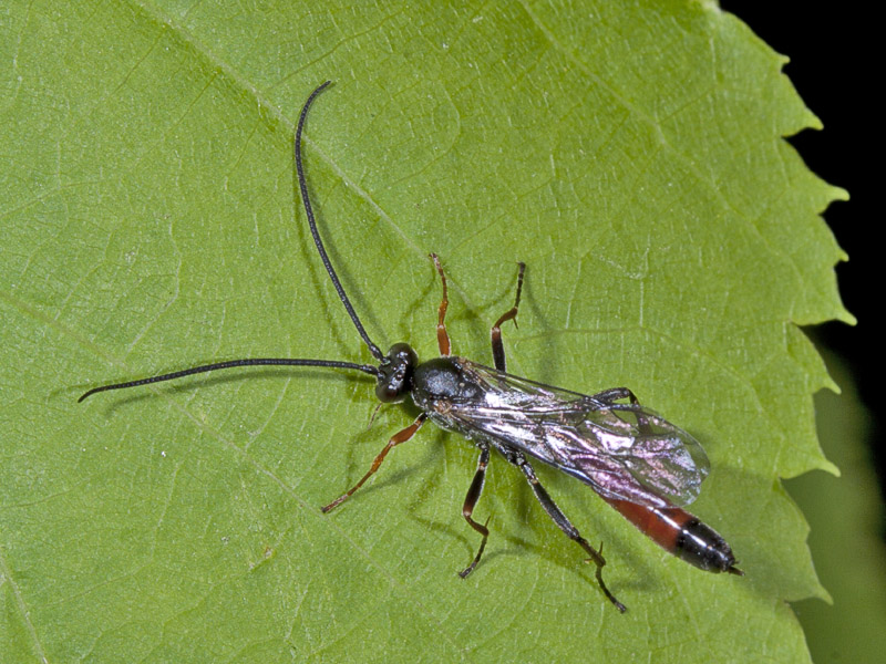 Ichneumonidae