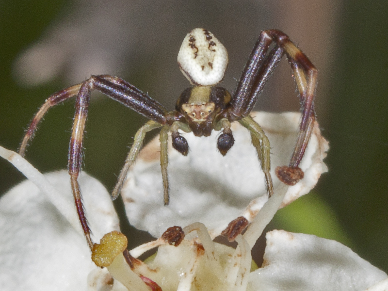 Misumena vatia