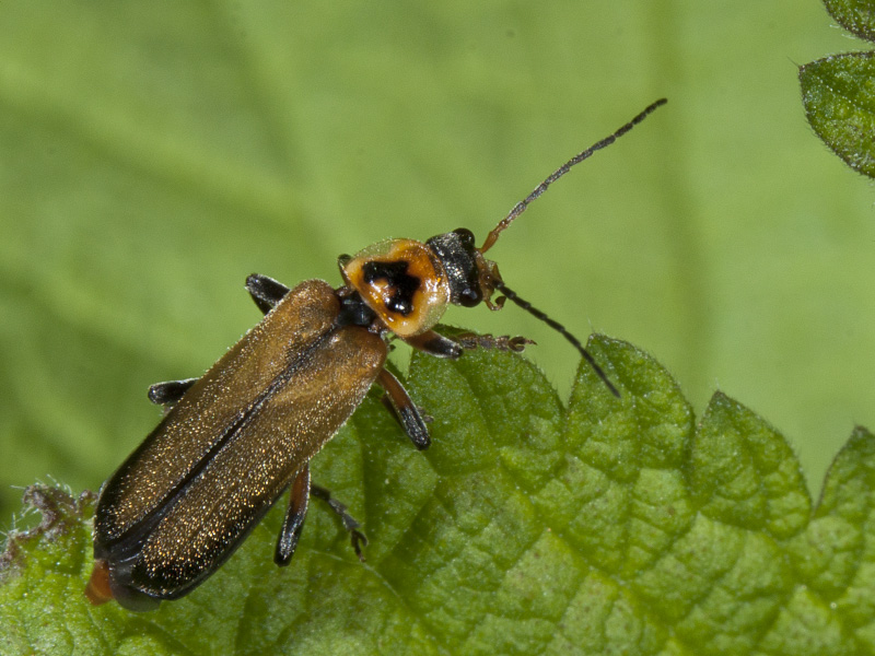 Cantharis nigricans e Cantharis cfr decipiens