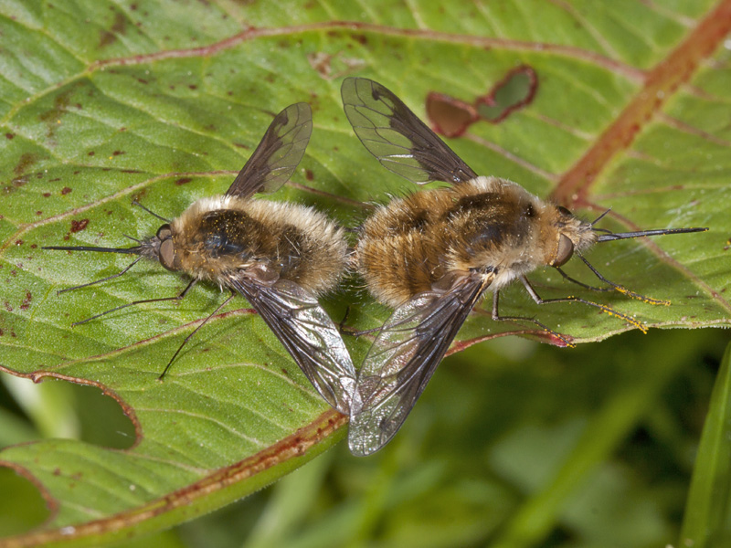 Bombylius