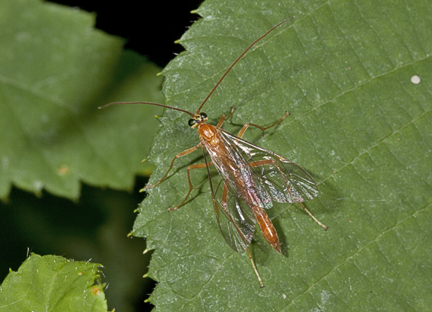 Hichneumonidae