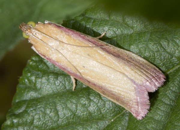 farfallina : Oncocera semirubella ♂