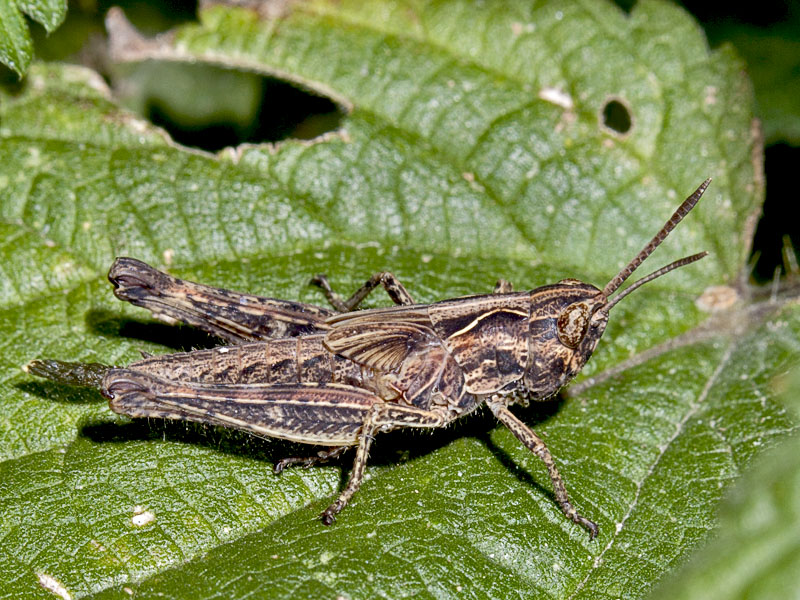 acrididae