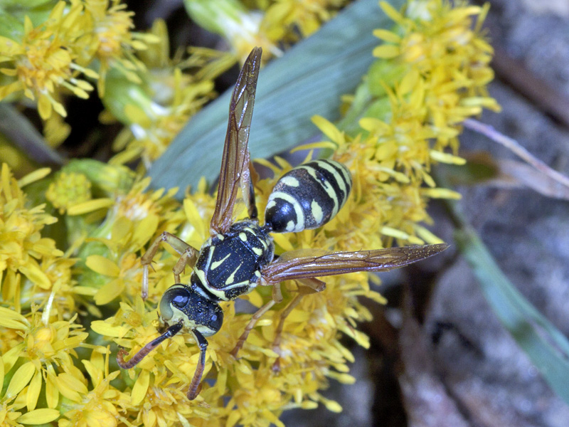 polistes