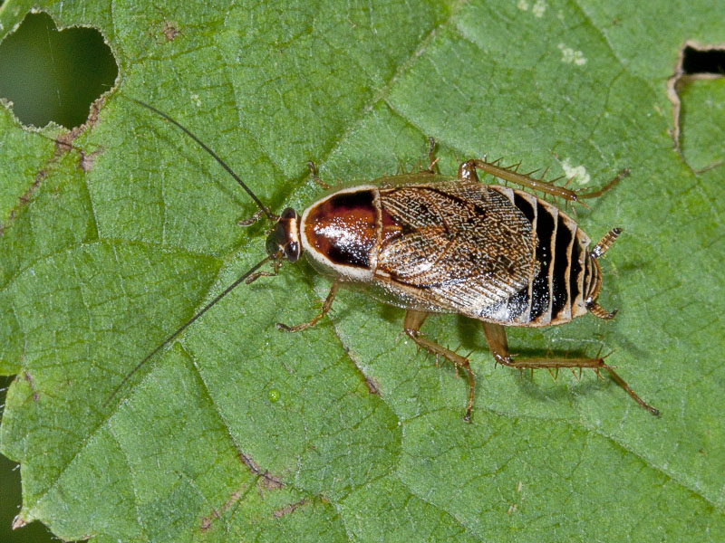 Ectobius sp.