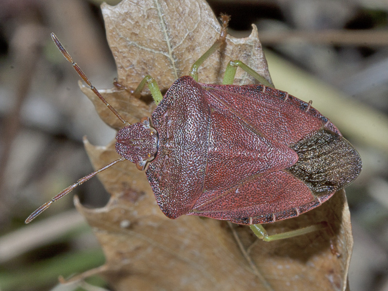 Pentatomidae: Paolomena prasina del canavese