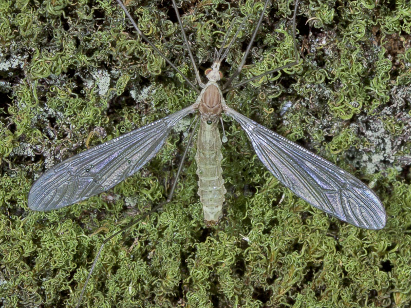 tipula?