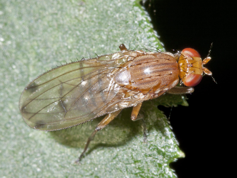 Heleomyzidae: Suillia sp.