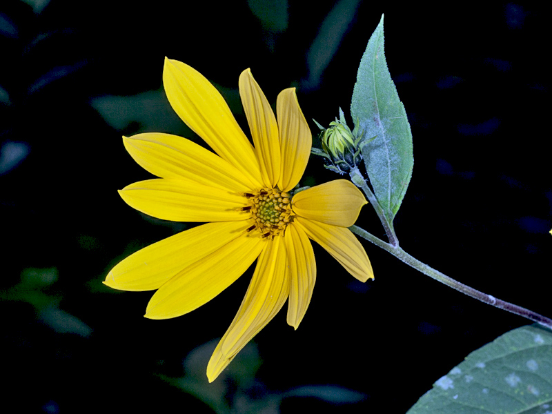 fiore giallo