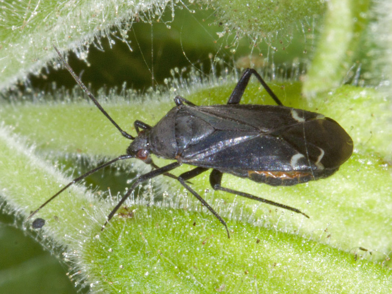 Miridae: Macrotylus quadrilineatus