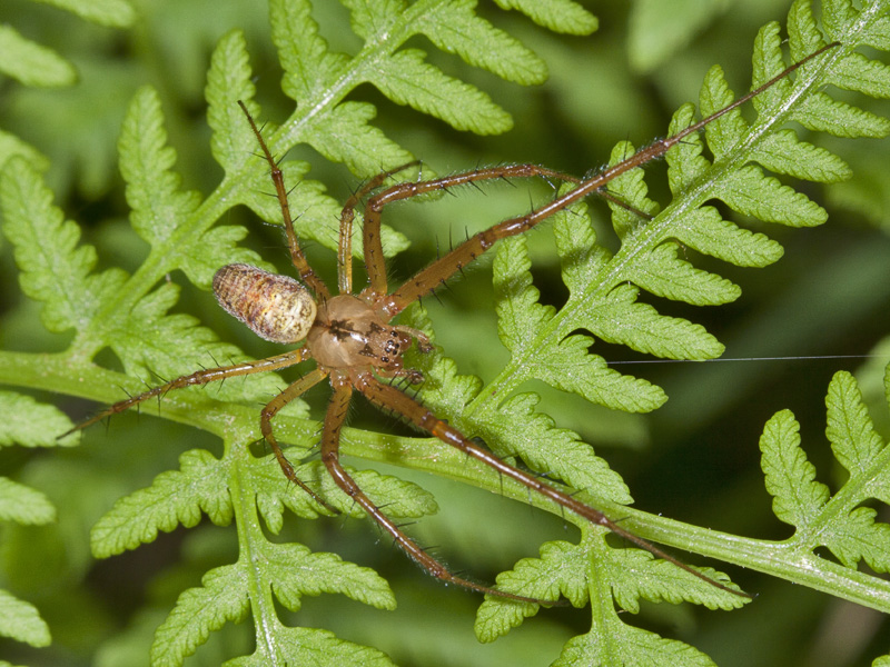 Metellina sp.