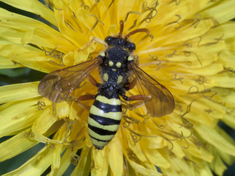 Nomada sp.