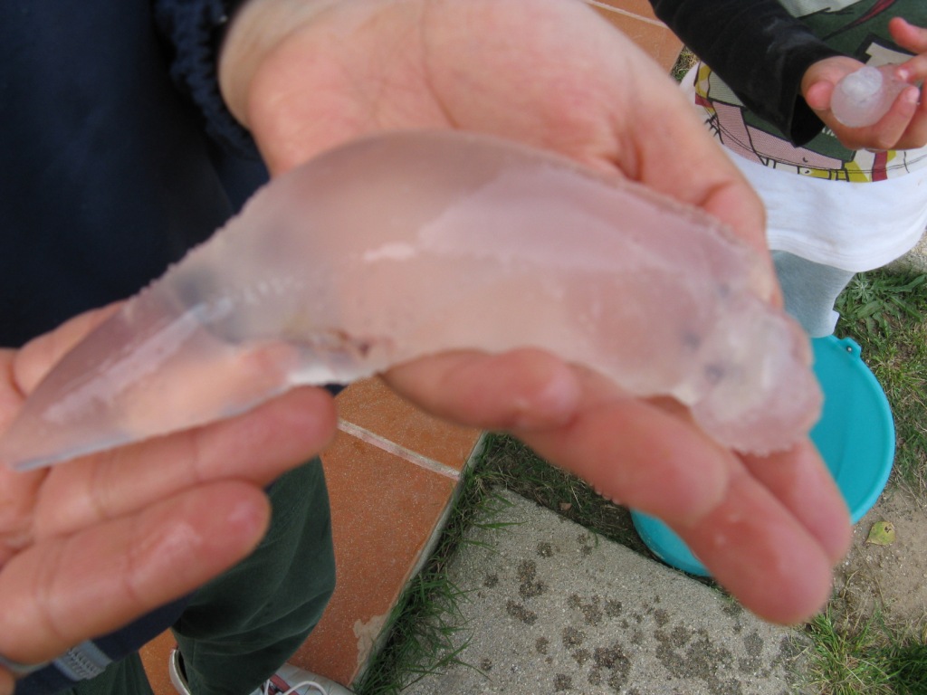 Pterotrachea sp. - Spiaggia  S. Giusta Castiadas CA