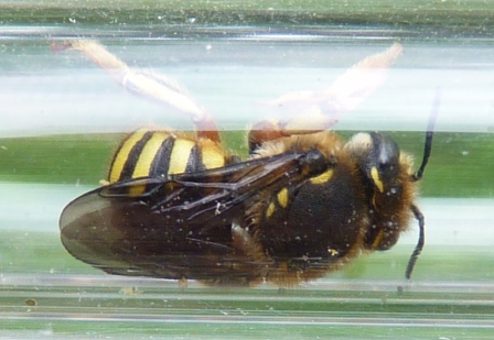 Anthidium sp. nel nido artificiale