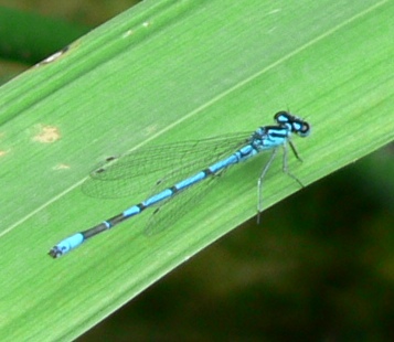 zygoptera dubbi