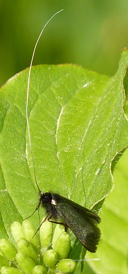 Adela sp.? (Adelidae)