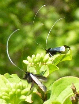 Adela sp.? (Adelidae)