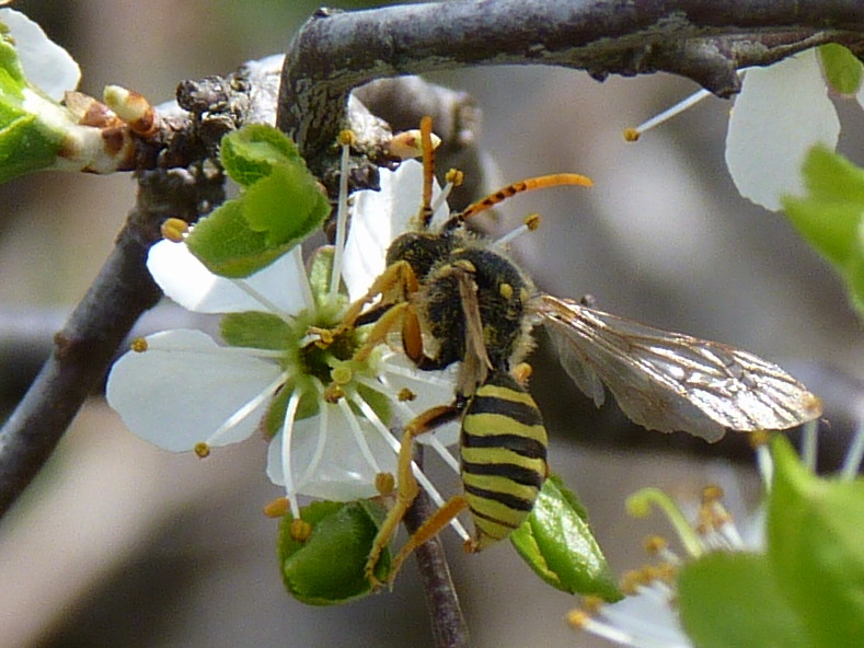 vespa? no, ape, Nomada sp.