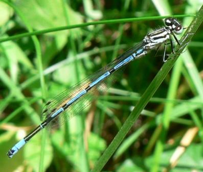 zygoptera dubbi