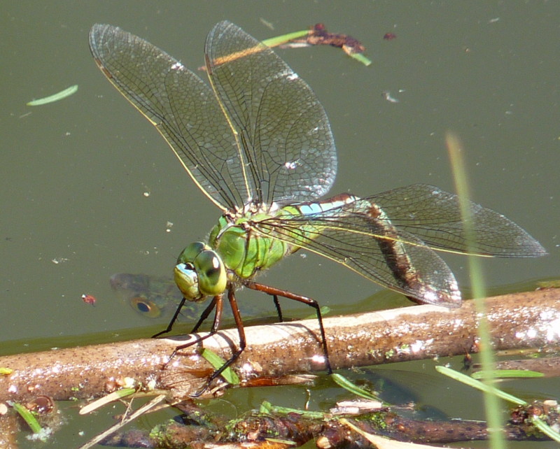 deposizione - Anax imperator