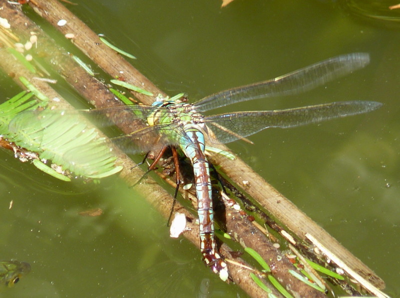 deposizione - Anax imperator