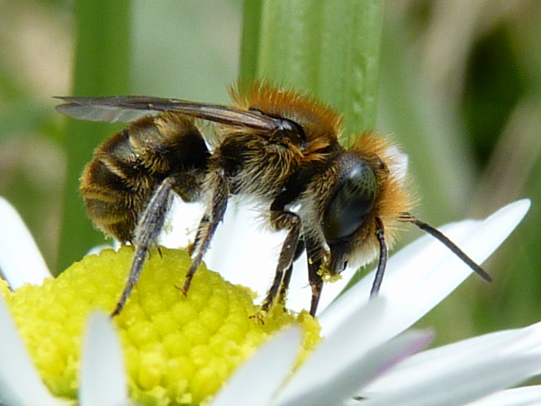 Maschio di Osmia cfr. caerulescens