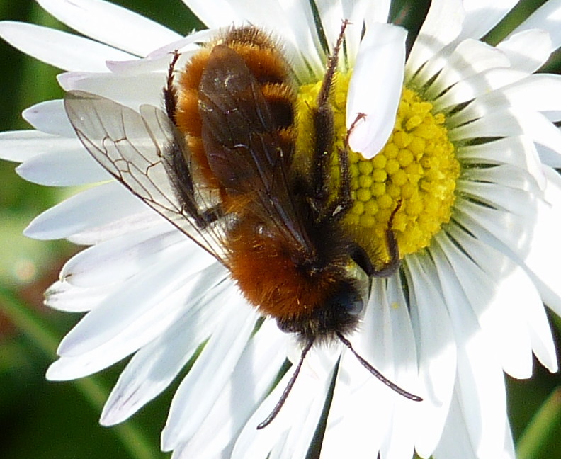 Andrena fulva?