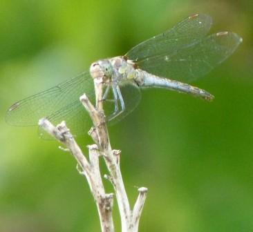 femmina di Sympetrum sp.?