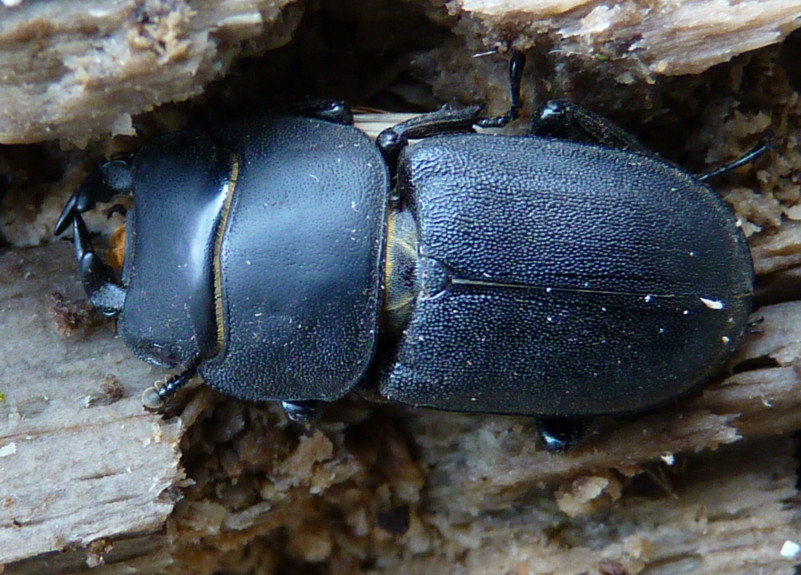 Lucanus cervus femmina? no, Dorcus parallelepipedus maschio