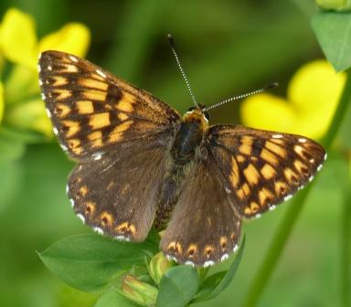 melitea? - No, Hamearis lucina (Riodinidae )