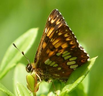 melitea? - No, Hamearis lucina (Riodinidae )