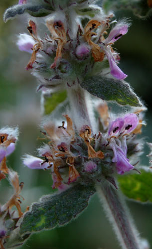 pelosetta - Stachys cfr. germanica