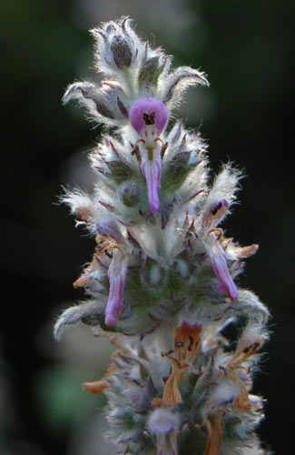 pelosetta - Stachys cfr. germanica