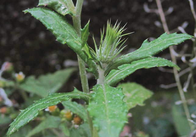 moderatamente spinosa - Galactites tomentosus