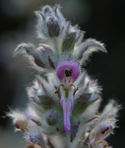 pelosetta - Stachys cfr. germanica