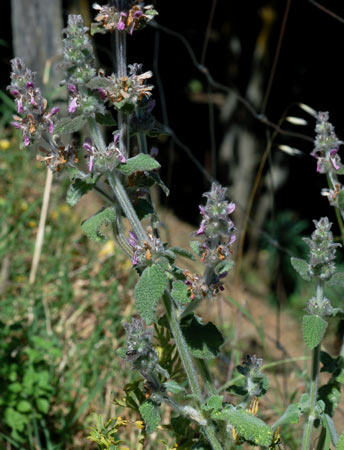 pelosetta - Stachys cfr. germanica