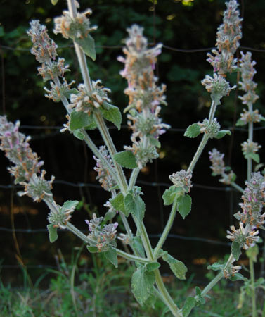 pelosetta - Stachys cfr. germanica