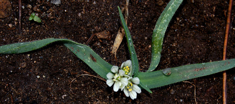 Allium chamaemoly